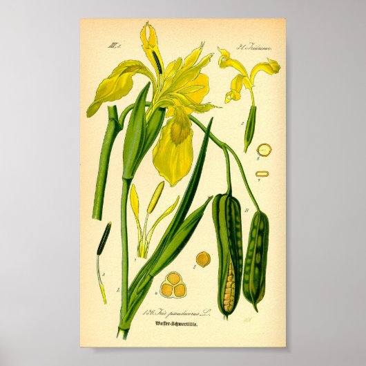Geel Iris (Iris pseudacorus) afdrukken Poster (Voorkant)