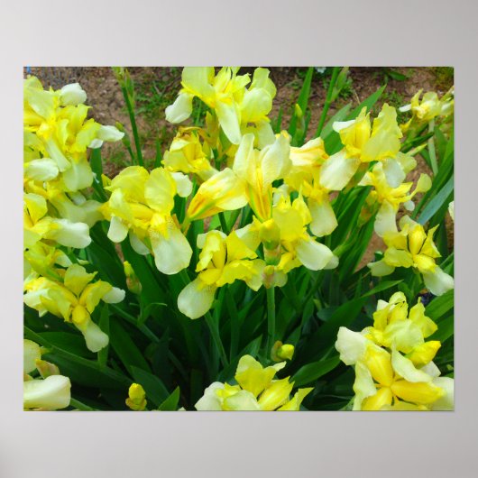 Geel Iris Poster (Voorkant)
