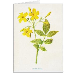 Geel Jasmine  Botanische Illustratie
