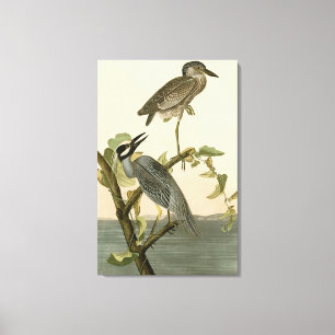 Geel-Kroonkruid van Audubon Birds of America Canvas Afdruk