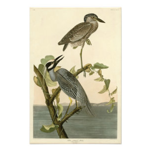Geel-Kroonkruid van Audubon Birds of America Foto Afdruk