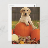 Geel lab in de Herfst Briefkaart (Voorkant / Achterkant)