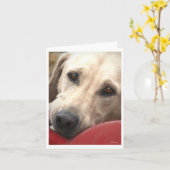 Geel lab kaart (Gele Bloem)