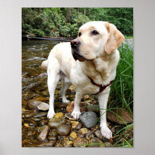 Geel lab, waterhond in een kreek poster