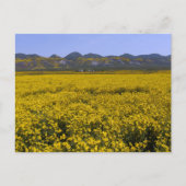 Geel landschap van de bloem briefkaart (Voorkant)