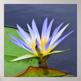 Geel & lavendel waterlelie posterprint poster