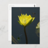 Geel Lotus Waterlily Briefkaart (Voorkant / Achterkant)