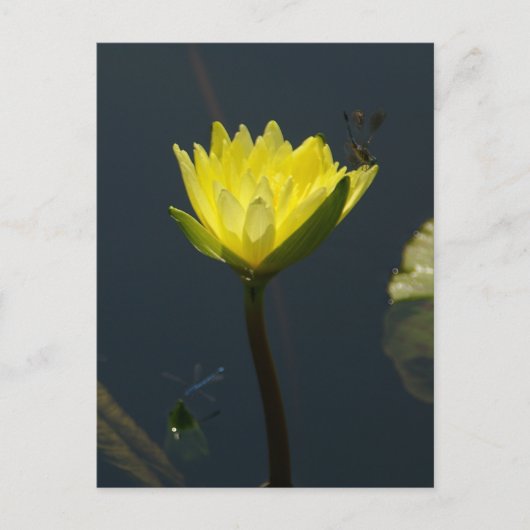 Geel Lotus Waterlily Briefkaart (Voorkant)