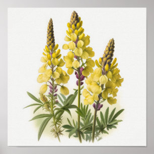 Geel Lupine Flowers Art Print Poster