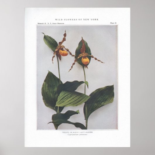 Geel of downy Lady's-Slipper Poster (Voorkant)