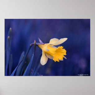 Geel op blauw poster