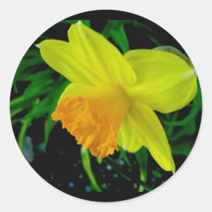 Geel Oranje Daffodil Stickers