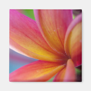 Geel Oranje Deep Pink Tropische Plumeria Flower Magneet