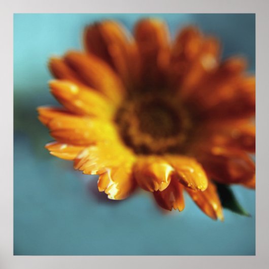 Geel Oranje marigold Flower Macro Poster (Voorkant)