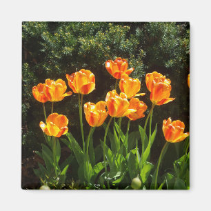 Geel Oranje Tulps magnet Magneet