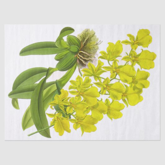  geel orchidee bloemenpapier tissuepapier (Voorkant)