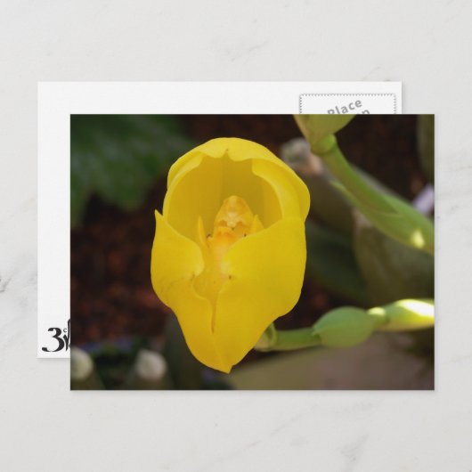 Geel orchidee Briefkaart (Voorkant / Achterkant)