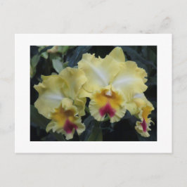 Geel orchidee briefkaart