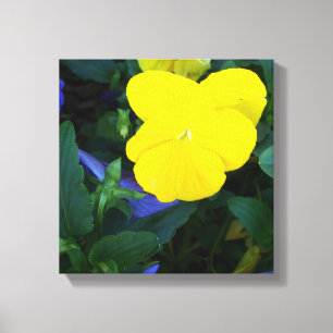 Geel Pansy Lente Bloemen Bloemen Bloemen Bloemen C Canvas Afdruk