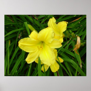 Geel Poster Daylilies