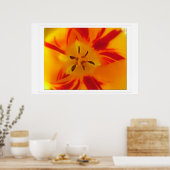 Geel, rood tulp macro afbeelding poster (Keuken)