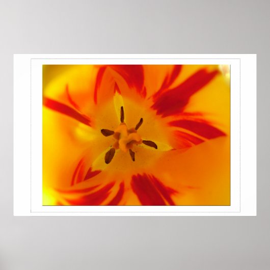 Geel, rood tulp macro afbeelding poster (Voorkant)