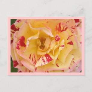 Geel roze roze Percussie Bloem Foto Briefkaarten