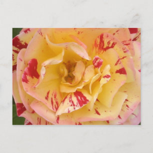 Geel roze roze Percussie Bloem Foto Briefkaarten