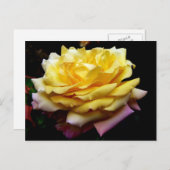 Geel rozenbloem Briefkaart (Voorkant / Achterkant)