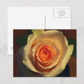 Geel rozenBriefkaart Briefkaart (Voorkant / Achterkant)