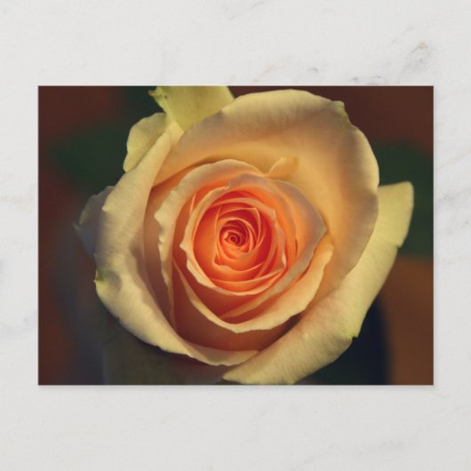 Geel rozenBriefkaart Briefkaart (Voorkant)