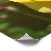 Geel rozenPoster Poster (Hoek)