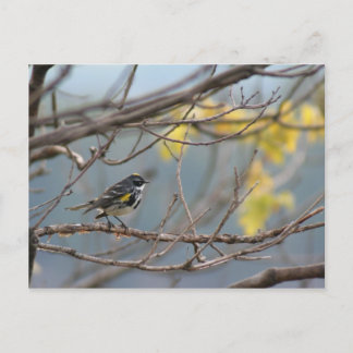 Geel-rumped Warbler Briefkaart