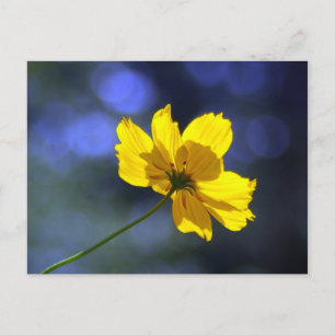 Geel Sinaasappel Coreopsis Briefkaart
