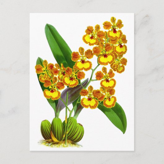 geel Sinaasappel Orchidee Flower Briefkaart (Voorkant)