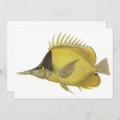 Geel Tropische Chelmon longirostris,  Vis (Voorkant / Achterkant)