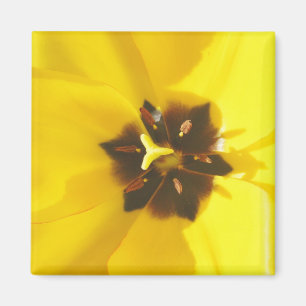 Geel Tulip, belicht magneet