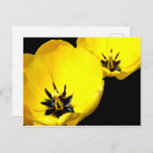 Geel Tulp Briefkaart (Voorkant / Achterkant)