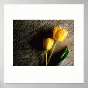Geel TulpenPoster Poster
