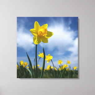 Geel veld Daffodil op Blue Sky 24x24 Canvas Afdruk