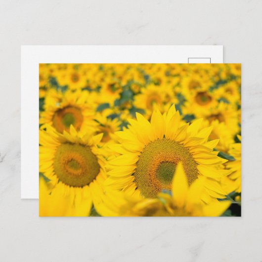 Geel veld Zonnebloemen Foto Briefkaart (Voorkant / Achterkant)