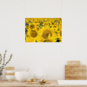 Geel veld Zonnebloemen Foto Poster (Keuken)