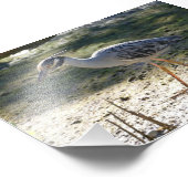 Geel-volle Night Heron, Florida Foto Afdruk (Hoek)