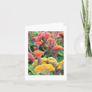 "GEEL, ZALM EN ORANJE CELOSIA" NOTECARD/BLANK KAART