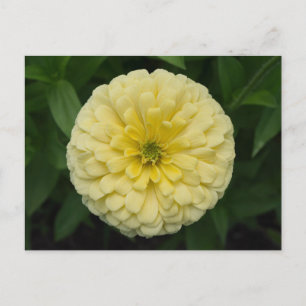 Geel Zinnia Bloed Briefkaart