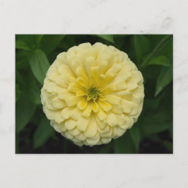 Geel Zinnia Bloed Briefkaart