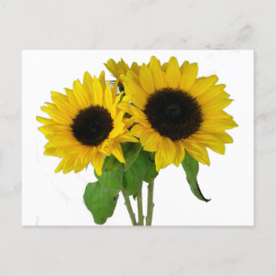 Geel Zonnebloem Blank Bloemen Briefkaart