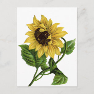  Geel Zonnebloem Blank Bloemen Briefkaart