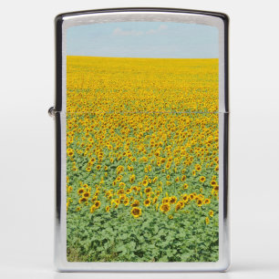Geel zonnebloemveld