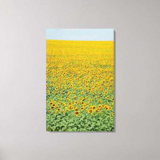 Geel zonnebloemveld canvas afdruk (Voorkant)